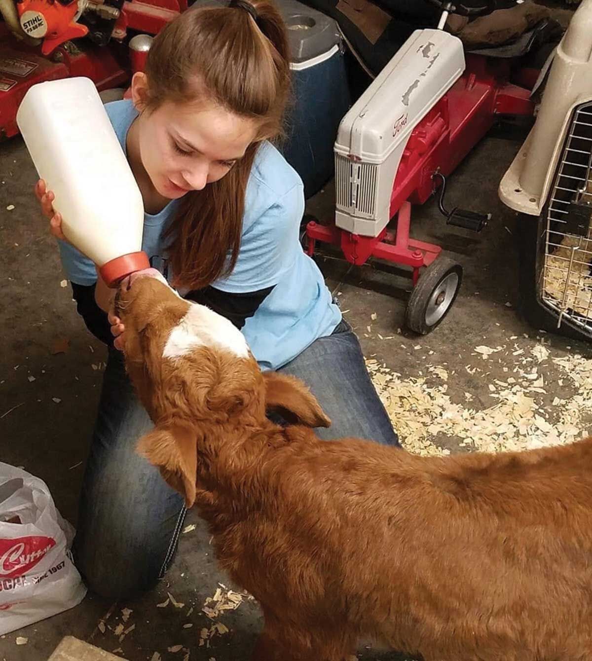 red calf